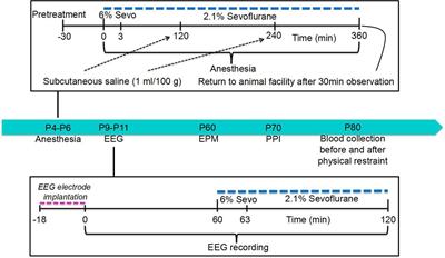 The Estradiol Synthesis Inhibitor Formestane Diminishes the Ability of Sevoflurane to Induce Neurodevelopmental Abnormalities in Male Rats
